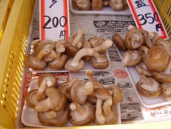 生椎茸