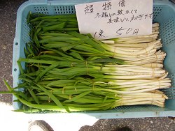 飛騨ねぎ