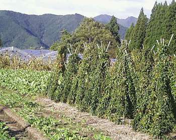 飛騨高山朝市のお店