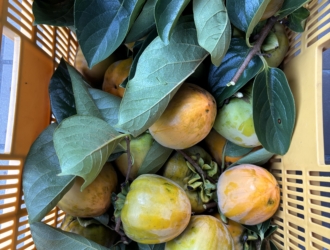 渋柿（干し柿への加工用）１０月下旬～完売