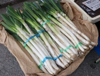 飛騨ねぎ（10月下旬～12月中旬頃）