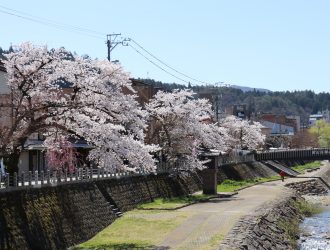 春 ～桜と朝市～